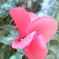 シクラメン,鉢植え,室内の画像