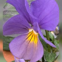 アネモネ,アネモネ,ノースポール,どんぐり,ビオラの画像