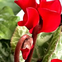 デージー,デージー,デージー,ガーデンシクラメン,ガーデンシクラメンの画像