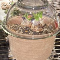 ヒアシンス,ヒアシンス ドーム,花のある暮らし❤の画像