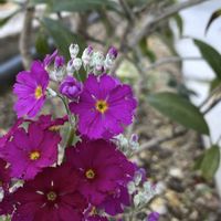 スイセン,デージー,ハボタン,フユシラズ,葉牡丹の画像