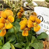 のんのんスミレ,スマホ撮影,パンビオ,ベテラン乙女倶楽部,花友さんに感謝♡の画像