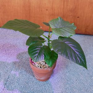 フィカス　ウンベラータ,観葉植物,ガーデニング,ボタニカルライフ,お庭の植物の画像