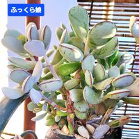 ふっくら娘,福だるま,コチレドン属 ふっくら娘,コチレドン属,植物男子ベランダーの画像