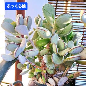 ふっくら娘,福だるま,コチレドン属 ふっくら娘,コチレドン属,植物男子ベランダーの画像