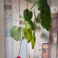 ウンベラータ,ウンベラータ,節分,ムーミン谷の仲間たち ♪,リビング・ダイニングの画像