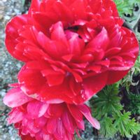 アネモネ,アネモネ・凛々花,庭の画像