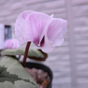 原種シクラメン,小さな庭の画像