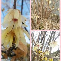 ロウバイ,お出かけ先の画像