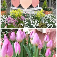 キルタンサス,チューリップ,感謝,ありがとう♡,今日も笑顔で♡の画像