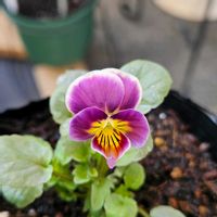 ビオラ ぷちぷちMIX,ビオラ エマーブル,鉢植え,明るい日陰,プランターの画像