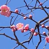 ウメ,多肉植物,観葉植物,グリーンのある暮らし,GSのみなさんに感謝♡の画像