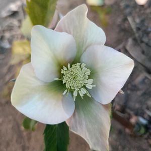 クリスマスローズ,クリスマスローズ,かわいい,開花,癒しの画像