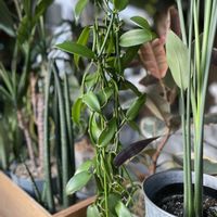 バニラ,観葉植物,つる性植物,植欲旺盛の画像