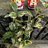 ヒイラギ,斑入りヒイラギ,柊（ひいらぎ）,トゲトゲ,植中毒の画像