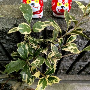 ヒイラギ,斑入りヒイラギ,柊（ひいらぎ）,トゲトゲ,植中毒の画像