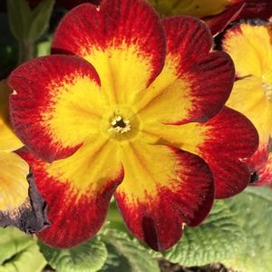 プリムラ,プリムラ,プリムラ　ジュリアン,プリムラ　ジュリアン,公園の画像