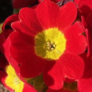 プリムラ,プリムラ,プリムラ　ジュリアン,プリムラ　ジュリアン,公園の画像