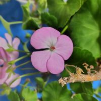 ゼラニウム,オキザリス　桃の輝き,八重咲きストック,ヘリオトロープ  ブライドブルー,花のある暮らしの画像