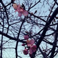 サクラ,カワヅザクラ,河津桜(カワヅザクラ)の画像