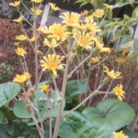 ツワブキ,寄り道散歩の画像