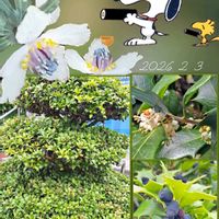 セツブンソウ,ヒイラギ,節分草,感謝,頑張れの画像