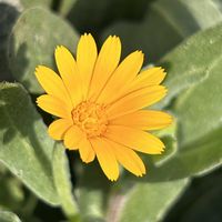 フユシラズ,フユシラズ,カレンデュラ,冬知らず,山野草の画像