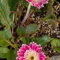 ガーベラ,はなのある暮らし,小さな庭,玄関アプローチの画像