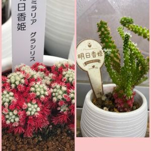 明日香姫,うどん県人会,黒ニャンコ隊,うどん県西支部,キッチンの画像