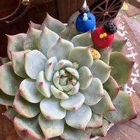 ハナカンザシ,桃太郎,節分,ちょこんとﾋﾟｰﾀﾝの画像