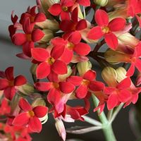 カランコエ,満開！,いいねをありがとうございます¨̮♡︎,リビング・ダイニングの画像