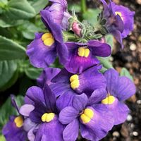 紫色の花,#ガーデニング,エクステリアの画像