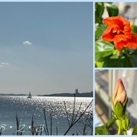 ハイビスカス,癒し,今日の一枚,ありがとう♡,穏やかな海の画像