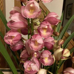 寄植え,ハンギング,小さな庭,玄関アプローチ,庭の画像