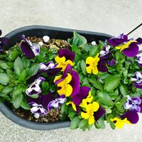 ビオラ,いいね❤ありがとう,花のある暮らし❤,小さな庭の画像