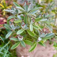 トベラ,ヒイラギ,月兎耳,トベラの実,多肉植物の画像