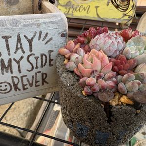 多肉植物,観葉植物,スワッグ,ジャンクガーデン,神奈川タニラーの画像