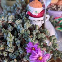 碧魚連,ベランダガーデニング,ベランダ多肉,碧魚連の花の画像