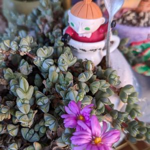 碧魚連,ベランダガーデニング,ベランダ多肉,碧魚連の花の画像