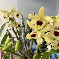 デンドロビウム,デンドロビウム ゴールデンブロッサム “コガネ”,洋蘭,ラン科,洋ランの画像