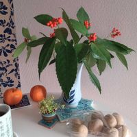 観葉植物,切り花,一輪挿し,可愛い,花瓶の画像