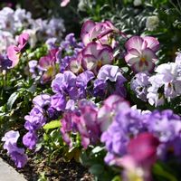 ストック,葉牡丹,ローゼンマダム,ビオラ・パンジー,買い物先の花壇の画像