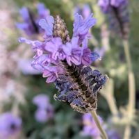 ラベンダー,レースラベンダー,庭の画像