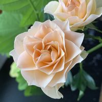 薔薇,バラの花,切り花,バラ科の画像