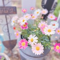 マーガレット,神戸べっぴんさんビオラ,マーガレット ストロベリーホイップ,ビオラ・夢紡ぎ,DIYの画像