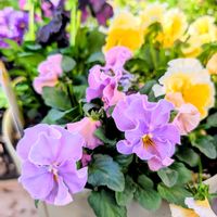 ビオラ,ローランサングレー,サトウ園芸の画像