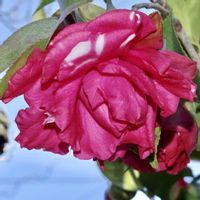 ツバキ,常緑高木,小さな庭の画像