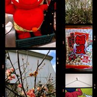 ボケ,ボケ,ボケ,木瓜（ぼけ）の花,節分の画像