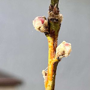 モモ,モモ,実生,種から,ベランダ園芸の画像