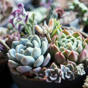 パトリシア,アイスハートローズ,多肉植物,多肉寄せ植え,エケベリア属の画像